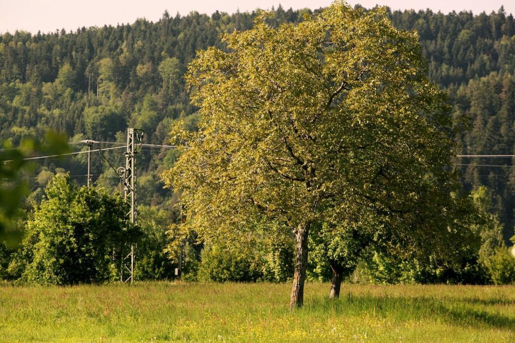 Hotel Rainhof Scheune & Naturpark Restaurant 科齐扎尔滕 外观 照片